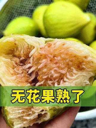 无花果成熟了,以免掉落或被小鸟和虫子吃赶紧摘下来! #无花果 #无花果熟啦 #无花果采摘 #无花果苗 #家庭种植
