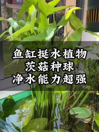 第一次见这么神奇的种球,只要把它种进鱼缸,几天就发芽了,用不了多久就长满整个鱼缸!#水生绿植