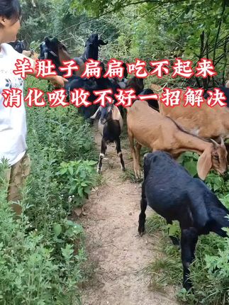 羊肚子扁扁一条线吃不起来,还消化不好吸收不好的,一招就能解决#农村养羊#养羊技术#养羊人@DOU+小助手