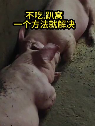 混感高热#养猪人 #自繁自养 #养猪人加油干 #所有养猪人 #养猪