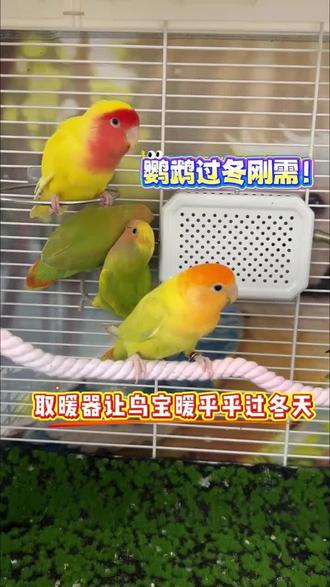 几十块搞定鹦鹉过冬难题 #萌宠出道计划 #鹦鹉用品 #鹦鹉保暖 #鹦鹉取暖器 L