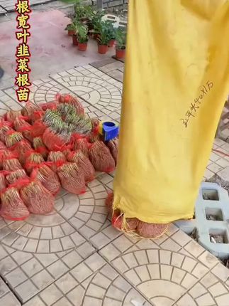 基地现挖韭菜根紫根四季小香叶韭菜根盆栽植物室内阳台小院好养#紫根韭菜#盆栽蔬菜#四季韭菜 #阳台院子均可种植 #韭菜根推荐