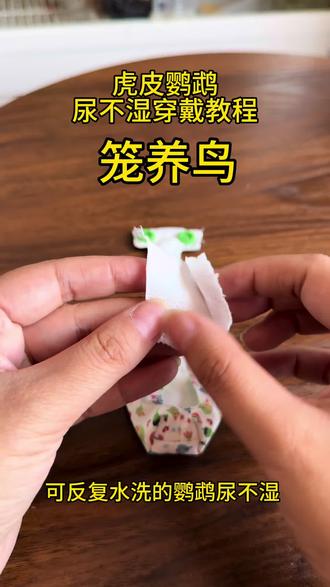 笼养鸟尿不湿穿戴教程来咯 #鹦鹉尿不湿 #尿不湿 #鹦鹉屎兜 #鹦鹉屎兜教程