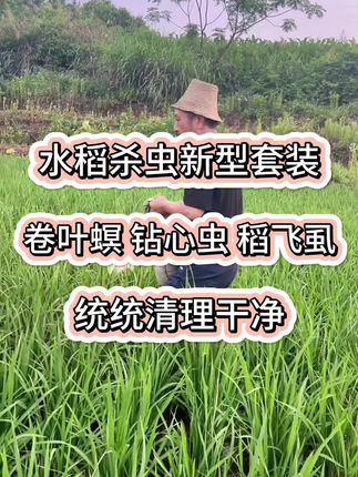虫卵螨一次性搞定的,水稻新型的杀虫剂 #水稻种植 #水稻杀虫剂 #水稻#水稻虫害防治