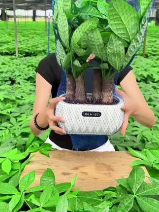 【6杆发财树】好桌面绿色盆栽花卉鲜活发货观叶办公室耐旱#发财树养护 #发财树开花 #发财树基地 #好养的绿植 #好看的花一定要分享给你