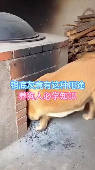 锅底灰竟有这种用途,养狗必学知识#狗狗#养狗人#养狗知识分享#养狗经验分享#新人养狗