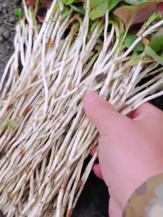 折耳根,爱它的人一口鲜到眯眼,不爱?那是没吃对味儿!#绿色蔬菜 #自家种植 #收获满满 #你见过吗 #野生