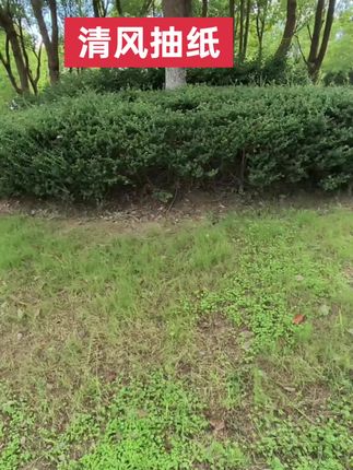 清风抽纸,原生木浆抽纸,价格合适,快点多买点吧#