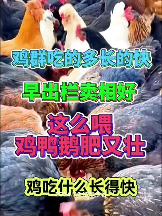 #三农 #养鸡 #养鸡人 #科学养鸡 #鸡鸭鹅养殖