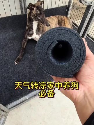 这个季节家中养狗必备好用的狗垫子#养狗经验分享 #灵缇犬格力犬惠比特 #新手养狗 #养狗人 #狗狗用品