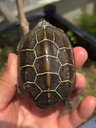 腐甲宁养龟必备 乌龟壳白斑龟甲白点腐甲乌龟水霉长白毛白头龟缸水质净化水族专用#乌龟怎么养#腐甲宁#龟宠时代#养龟日常#爱奇好物