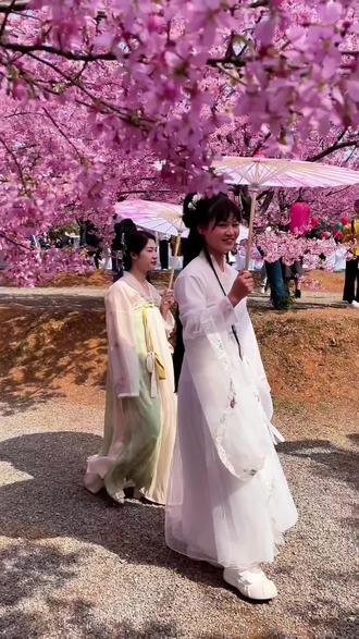 #花海 桂阳樱花园2月10号盛大开业#赏花#樱花季#春节出游赏花#郴州周边游