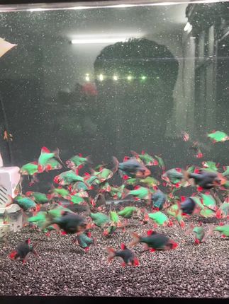 #绿宝石虎皮鱼 #观赏鱼 #观赏鱼世界