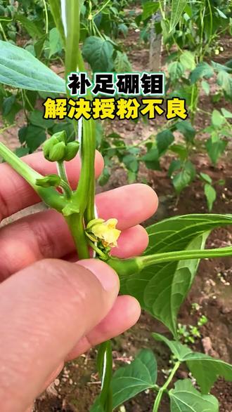 促进授粉,促进开花坐果,硼钼不能少 #硼钼肥 #叶面肥 #促花保果 #豆角种植