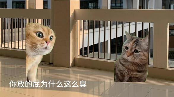 当你兄弟考试时给你传答案—中#猫meme #猫meme小剧场 #搞笑 #青年创作者成长计划