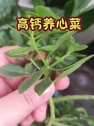 #养心菜 #高钙菜 #高钙养心菜 #救心菜 #土三七