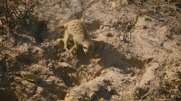 自然界的老六乌鹃#有趣的知识又增长了