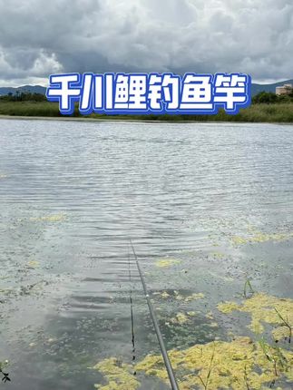 千川鲤钓鱼竿中秋特惠 #钓鱼竿 #台钓竿 #超轻超硬鱼竿 #鱼竿 #高碳鱼竿