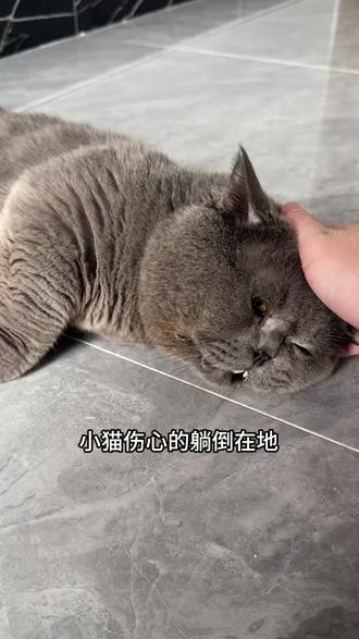 猫咪太凶不是放弃它的理由,养了就应该负责到底#养猫人 #蓝猫 #新手养猫 #猫咪呕吐 #猫咪排毛