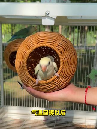 这个藤条乌窝藤编的材质好看,结实又耐用,小鸟待在里边好看又舒服,手工编织通风透气,铁丝龙骨耐用不变形,颜值高又实用,推荐。#鹦鹉 #鸟窝 #鹦鹉鹦鹉萌萌哒逗鹦鹉#手养鹦鹉 #鹦鹉用品