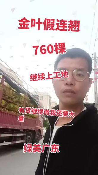 金叶假连翘。760棵。绿美广东