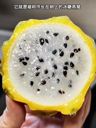 很少有人吃过的燕窝果,果肉晶莹剔透如燕窝般顺滑,而且富含丰富的膳食纤维,真的好吃又有营养!#燕窝果 #燕窝 #软糯香甜 #新鲜采摘 #应季水果