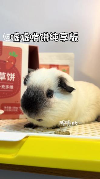 小猪转圈小秘诀*#源物派草饼 奖励!!(很简单的小方法,嘘嘘这种小蠢猪都能学会!!)#荷兰猪#豚鼠#养豚小技巧 #荷兰猪零食