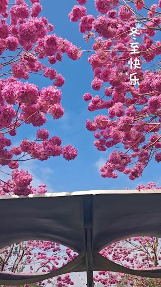 深圳前海石公园的紫花风铃木#花卉绿植 #随拍 #花海 #旅行推荐官 #紫花风铃木 @DOU+小助手 @抖音小助手