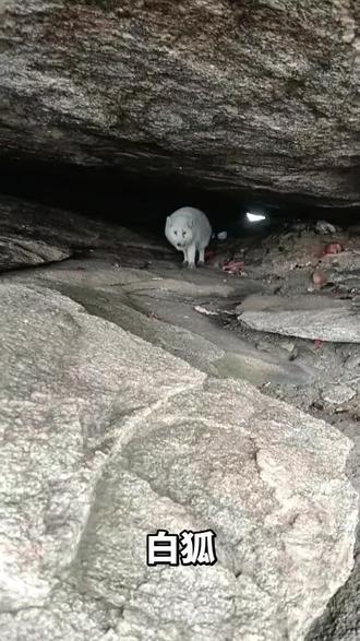 #万物有灵 磁山:惊现白狐仙🥰