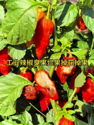 #农业种植 #工业辣椒