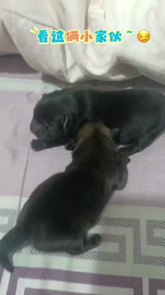 藏獚犬大黑和小黑的儿子黑黝黝和女儿金灿灿,出生五天。