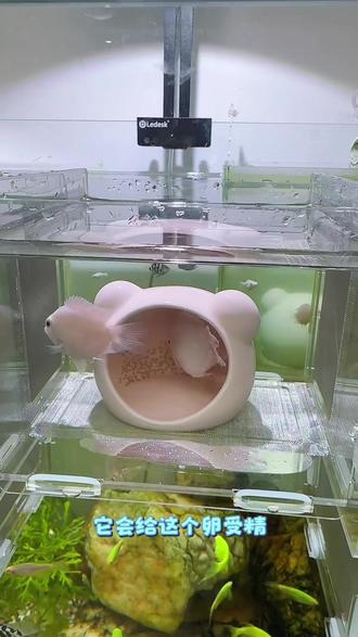 迷你鹦鹉鱼繁殖,需要一个独立的安全空间,最好把它们放在隔离盒里面,然后给它们一个繁殖罐,这样母鱼就可以安心的在里面产卵,公鱼也会给卵受精,不会受到其它鱼的干扰和影响,大大避免了吃卵的情况发生#迷你鹦鹉鱼 #迷你鹦鹉鱼繁殖 #迷你鹦鹉鱼隔离盒 #隔离盒 #隔离盒繁殖