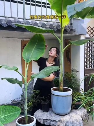 庭院种两棵#芭蕉就有了江南的诗情画意,