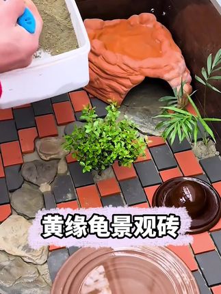 养过龟龟的人都知道,黄缘龟的颜值互动都没得说,但就是爱探险,天天刨土翻乱,不仅整的到处脏兮兮,还一不小心就伤到腹甲,照顾起来费钱又费力!赶紧安排上这种专属景观砖#黄缘龟 #乌龟景观砖 #养龟人 #新手养龟