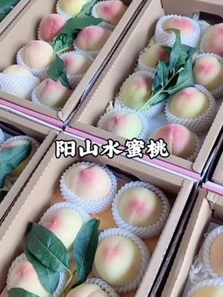 #水果 #快来一起尝个鲜 #新鲜采摘 #桃子熟了 #新鲜应季水果 阳山水蜜桃软吃软甜爆汁新鲜应季水果皮薄肉厚老少皆宜