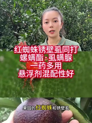 红蜘蛛和锈壁虱一定是同时存在的,螺螨酯虱螨脲,一药多防,同时防治红蜘蛛锈壁虱,40%含量高,一瓶兑水2000斤