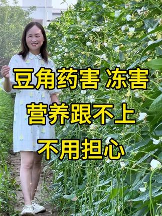 结果这么多,营养跟不上怎么办?#豆角种植技术#黄苗弱苗#豆角高产技术#药害冻害