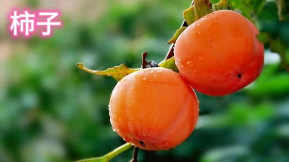 “胃柿石”警告!这颗甜蜜软柿的“涩”与“寒”,食用禁忌比功效更重要#养生#食疗#食材#热门#柿子