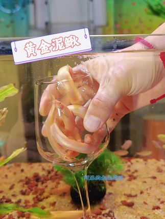 🌟【见过会游泳的“黄金”吗?它不吃土,只负责美!】🌟 这哪是泥鳅?分明是一缸游动的金条!黄金泥鳅,体色如24K金,在家就能拥有的风水吉祥物。看它们摇曳生姿,烦恼瞬间被治愈#黄金泥鳅 ✨把一束“水下金光”请回家,压力秒被净化!✨ 不开滤镜也闪闪发光!黄金泥鳅,自带高光的神仙宠物。无需打理,静静观赏就能放松心情。这抹游动的金色,才是顶级氛围感 #治愈系宠物 告别普通的观赏鱼!黄金泥鳅才是新晋水中顶流。金灿灿的鳞片,灵动活泼,给生活添一份独特的灵动与贵气。养一缸好运,赏心悦目#萌宠推荐官 #清洁神器 #养鱼人