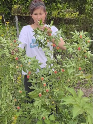掌叶覆盆子鲜果酿的果酒就是纯鲜果新鲜采摘酿造,天然健康无污染好果品酿造#果酒#覆盆子#峰山堰语
