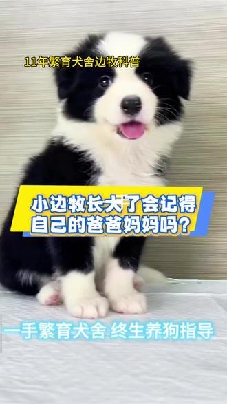 小边牧长大后会记得自己的爸爸妈妈吗?#边境牧羊犬 #创作灵感 #边牧 #科学养狗 #梦中情狗