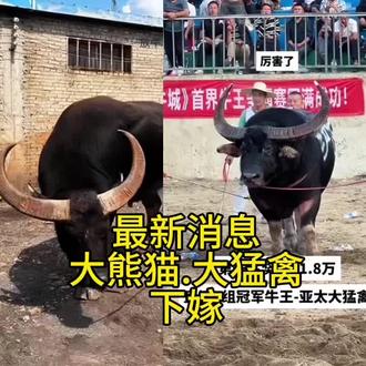 最新消息:亚太大熊猫、大猛禽刚刚以286万的超高身价转让至嵩明牛谷孙总旗下,成功创造两头牛王超百万的超级身价!!恭喜孙总喜提牛王。。。 #民族斗牛文化