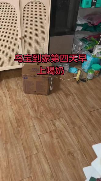 第四天了,大口大口一会喝完奶了,精神状态良好#小太阳鹦鹉怎么养