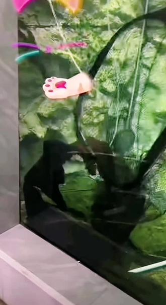 #刀疤鲤 牙怂出水过程,牙怂没了菀菀的压制,咬鱼,还跟俊杰打架,天不怕地不怕的也不跑,结果一进帆布池,菀菀压他头上他也不敢动…
内容来源#暖心阿哲