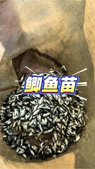 我们的鲫鱼靓花,品质看得到
#鲫鱼水花
#四倍体鲫鱼
#鱼苗
#水产养殖
#三农