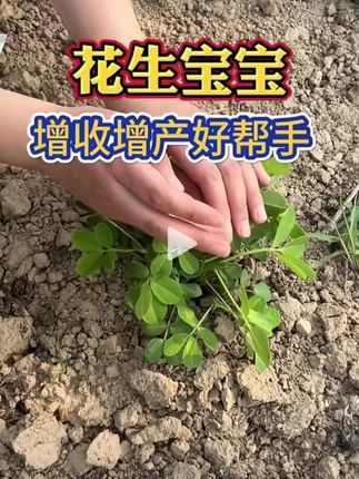 #花生种植 #花生高产 #农业种植