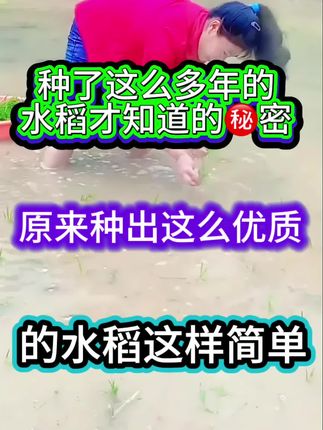 #水稻种植 #水稻高产叶面肥 #沃巴盾稻黄金 #水稻增产增收 #厂家直发品质保证