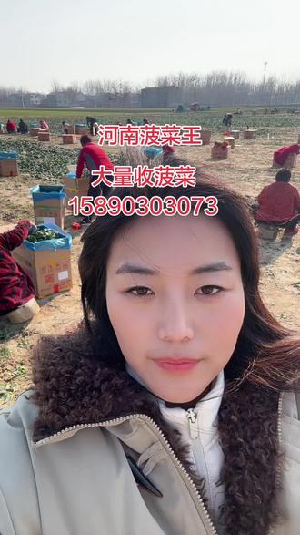 ,50亩趴地菠菜今天出嫁了