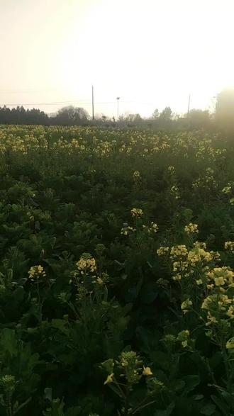 来吧!北方的朋友们来大安徽看油菜花开吧!#油菜花的季节 #油菜地