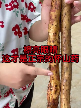 这个才是给家人们发货的品质,什么是真什么是假,认准原产地 #温县铁棍山药 #优质农产品